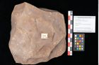 Foto (Objekt + Etikett) von Quercus palaeoilex Ettingshausen (NHMW-GEO-2024-0188-0781)